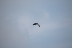 IMGL0269