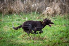 20260228HondenwedstrijdOrweja-7871