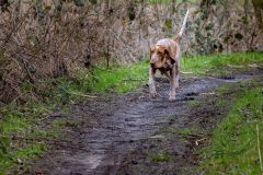 20260228HondenwedstrijdOrweja-7915