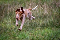 20260228HondenwedstrijdOrweja-7922