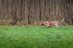 20260228HondenwedstrijdOrweja-7972