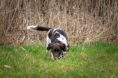 20260228HondenwedstrijdOrweja-8051