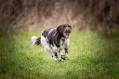 20260228HondenwedstrijdOrweja-8090