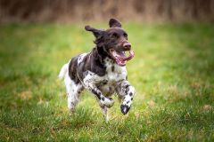 20260228HondenwedstrijdOrweja-8106