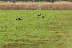 20260228HondenwedstrijdOrweja-8269