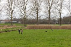 20260228HondenwedstrijdOrweja-8285