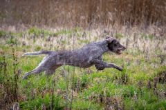 20260228HondenwedstrijdOrweja-8317