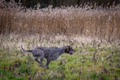 20260228HondenwedstrijdOrweja-8321