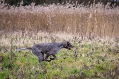 20260228HondenwedstrijdOrweja-8322