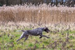 20260228HondenwedstrijdOrweja-8324