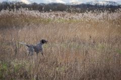 20260228HondenwedstrijdOrweja-8335