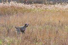 20260228HondenwedstrijdOrweja-8338