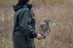 20260228HondenwedstrijdOrweja-8339