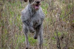 20260228HondenwedstrijdOrweja-8350