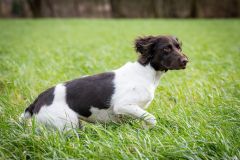 20260228HondenwedstrijdOrweja-8658