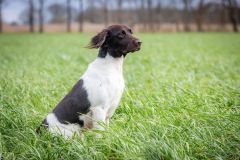 20260228HondenwedstrijdOrweja-8670