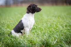 20260228HondenwedstrijdOrweja-8692