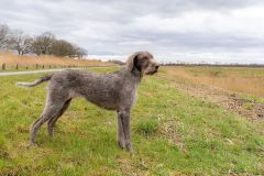 20260228HondenwedstrijdOrweja-8760-1