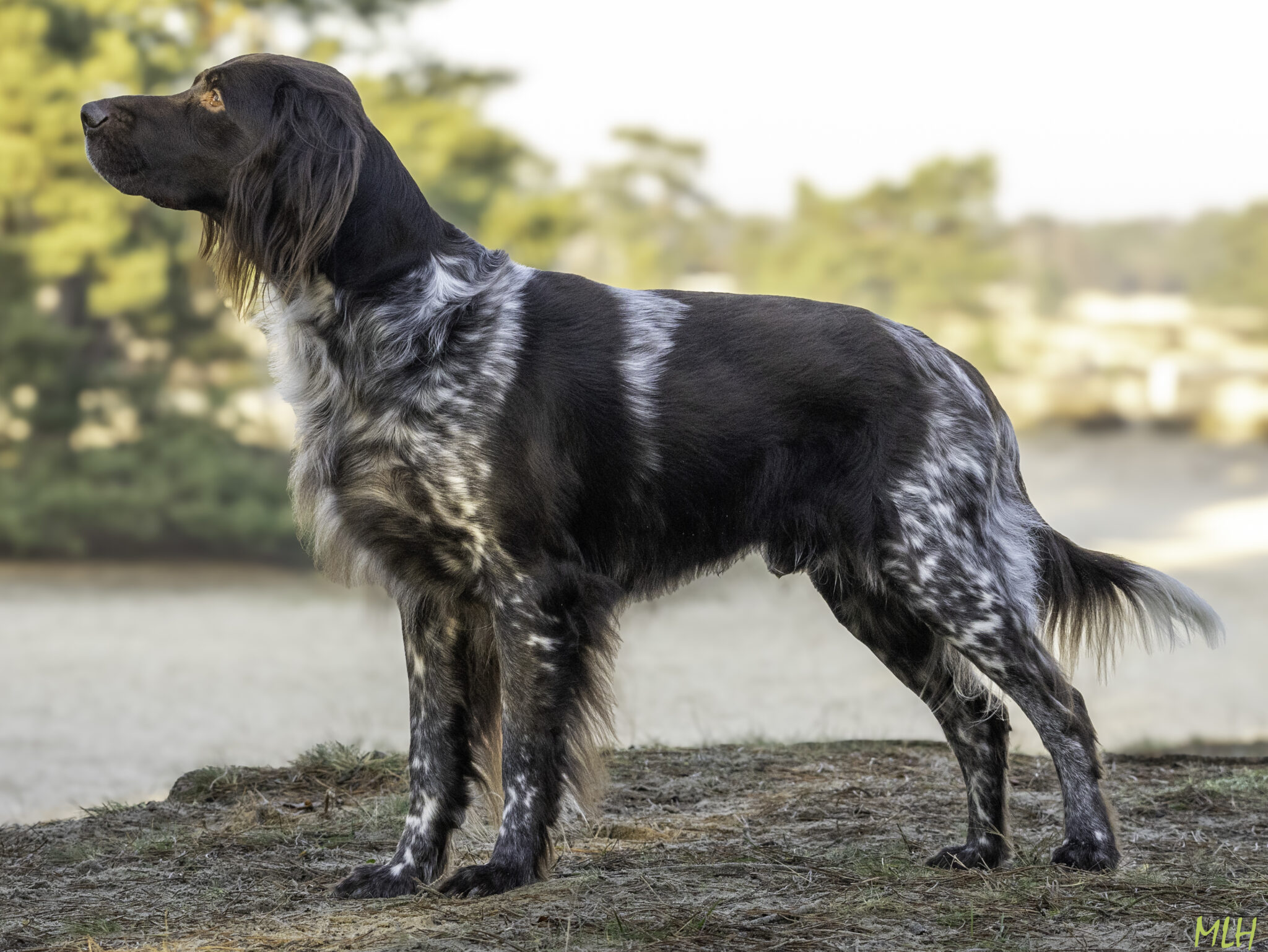 2026-01-18-nino-voor-dekreuenlijst-8306