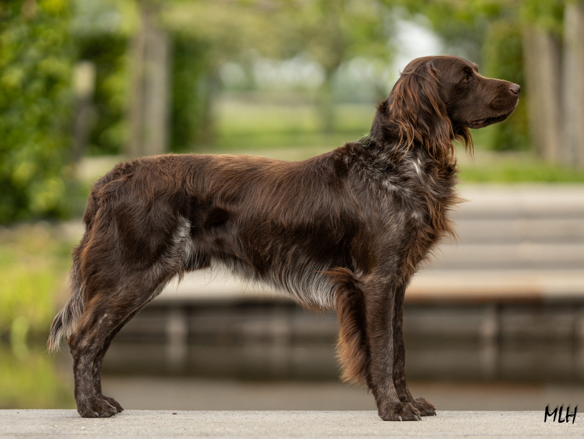 Duke Mex vd Hazannekamp